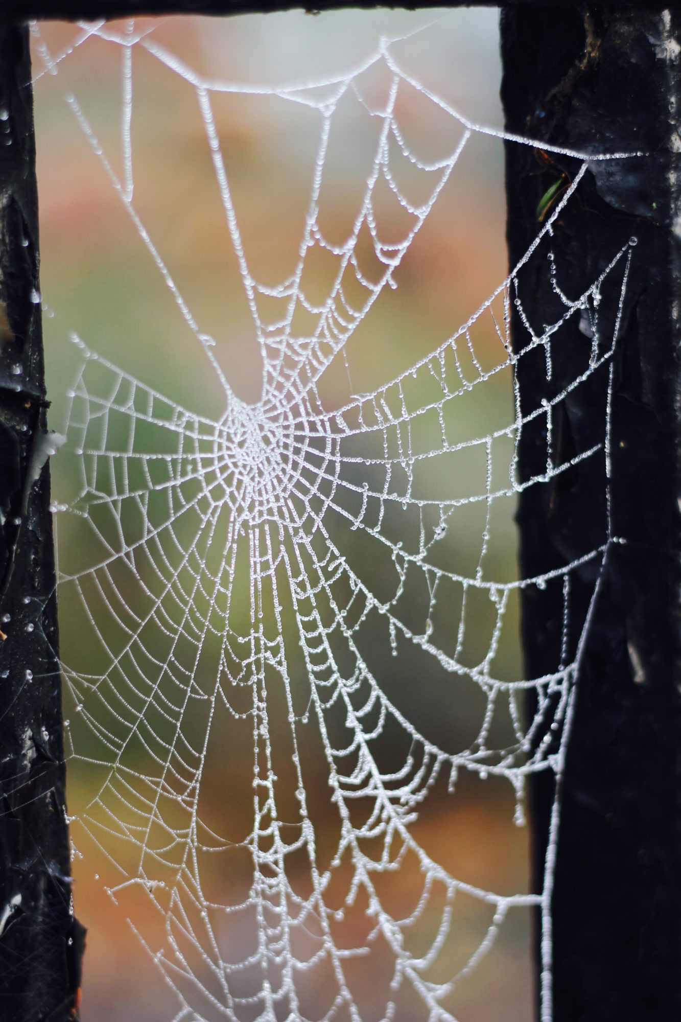 Spider Web